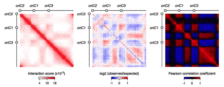 Hi-C contact maps revealing chromosome compartments